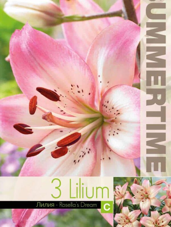 Lilium Rosella's Dream