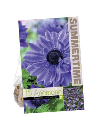 Anemone Lord Lieutenant