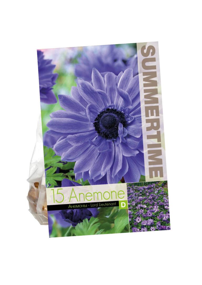 Anemone Lord Lieutenant