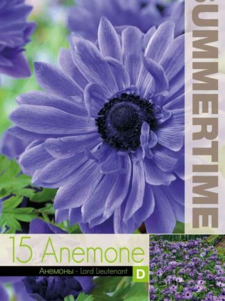 Anemone Lord Lieutenant