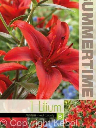 Lilium Red County