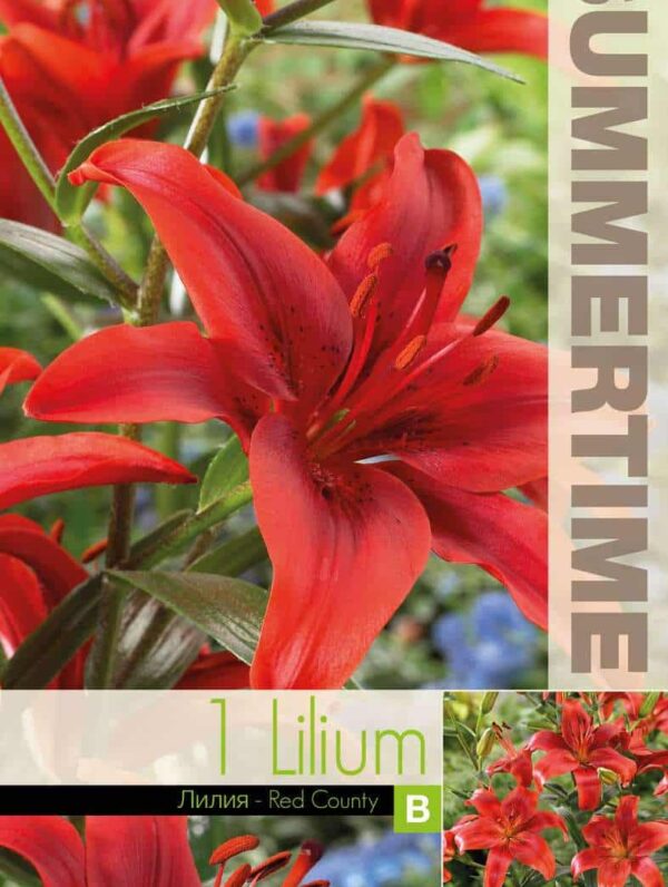 Lilium Red Country