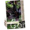Lilium Landini