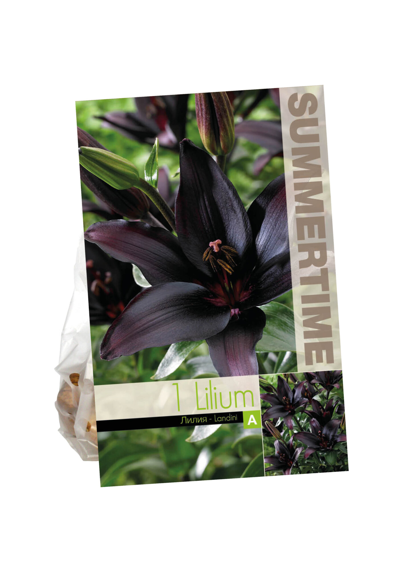 Lilium Landini