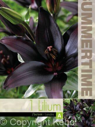 Lilium Landini