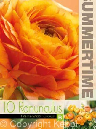 Ranunculus Orange