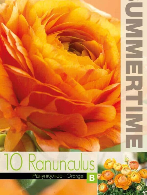 Ranunculus Orange - RB