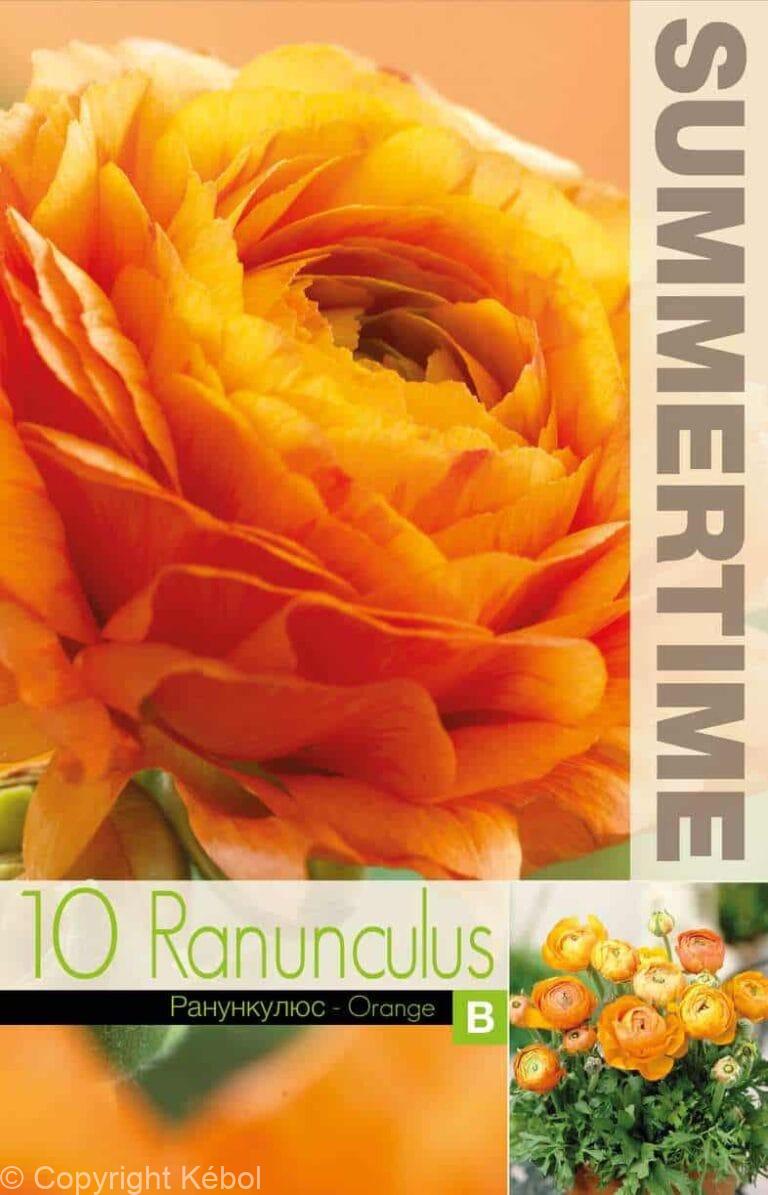 Ranunculus Orange - RB