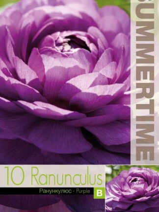 Ranunculus Purple