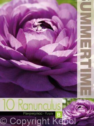 Ranunculus Purple