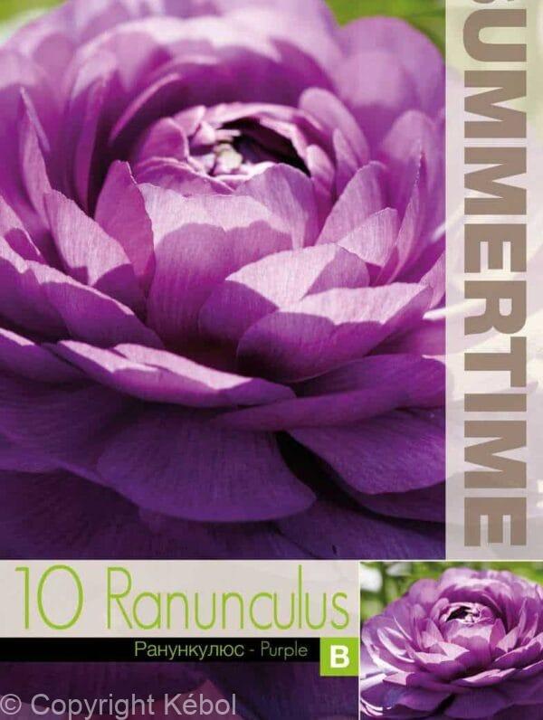 Ranunculus Purple - RB