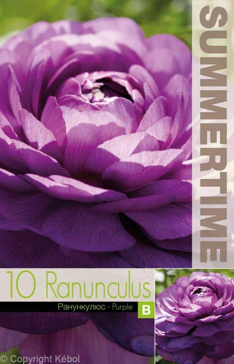 Ranunculus Purple - RB