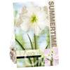 Amaryllis Antarctica