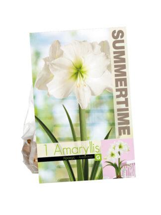 Amaryllis Antarctica