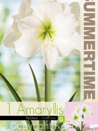 Amaryllis Antarctica