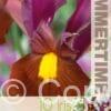 Iris Hollandica Red Ember