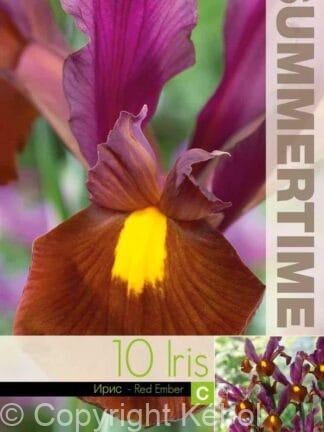 Iris Hollandica Red Ember