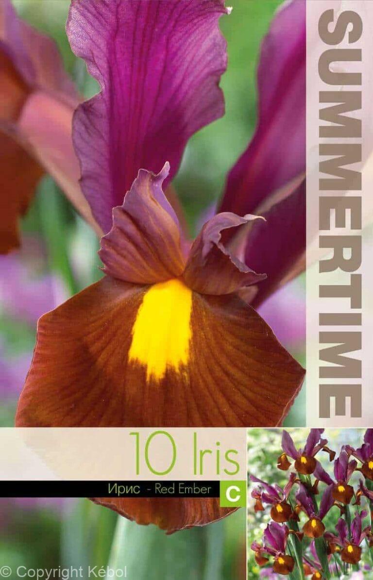 Iris Hollandica Red Ember