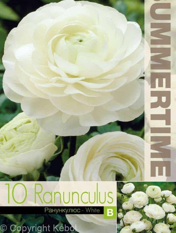 Ranunculus White - RB