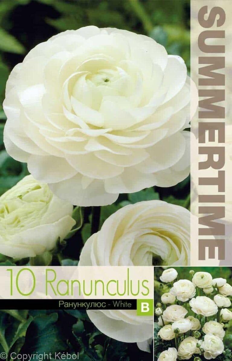 Ranunculus White - RB