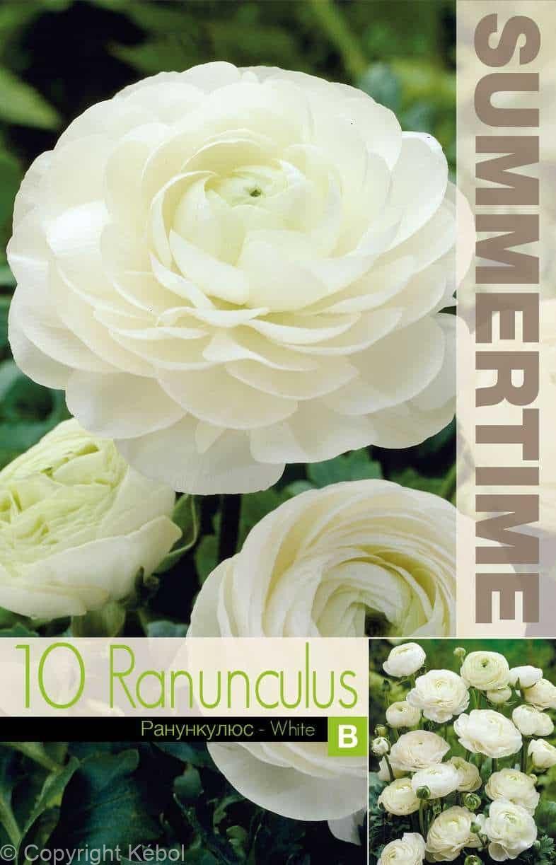 Ranunculus White - RB