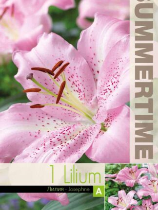 Lilium Josephine / RB