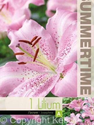 Lilium Josephine