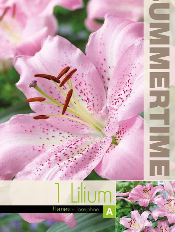 Lilium Josephine / RB