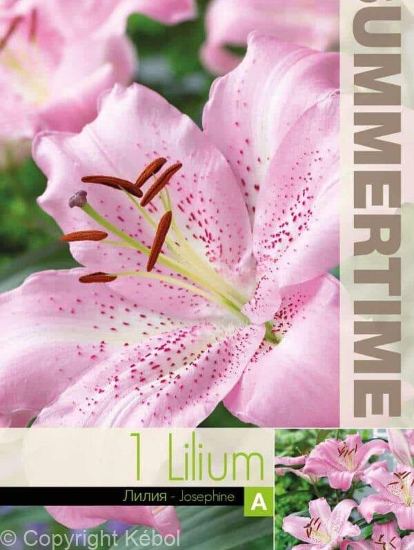 Lilium Josephine - RB