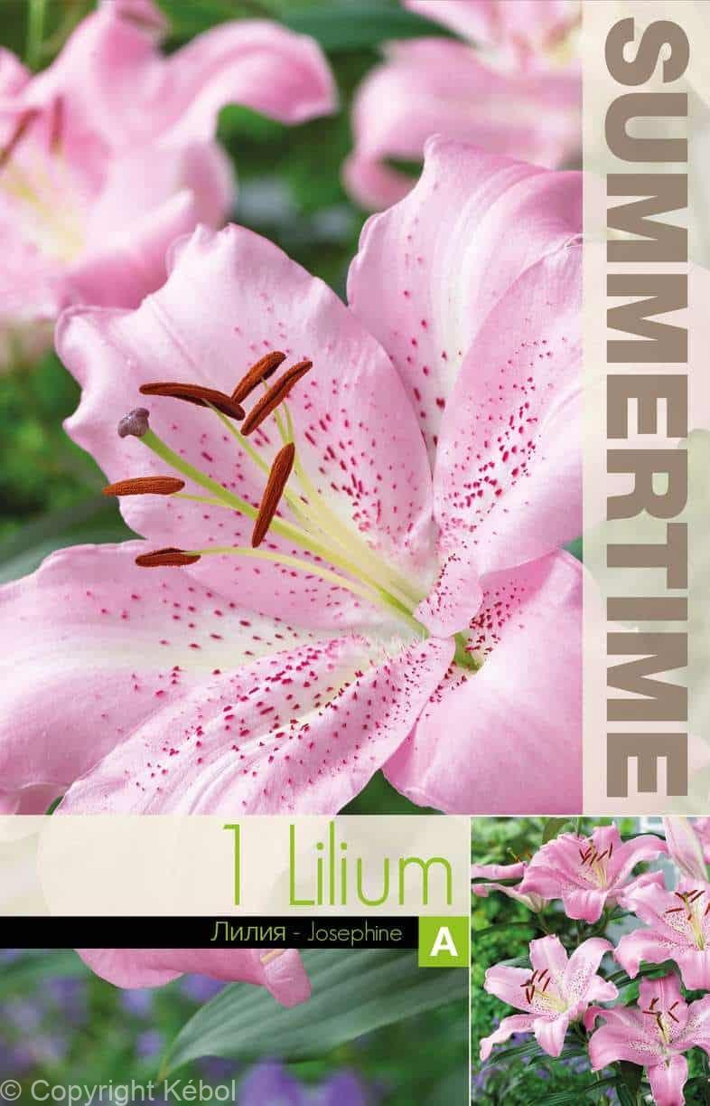 Lilium Josephine - RB
