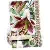 Lilium Beverly Dream