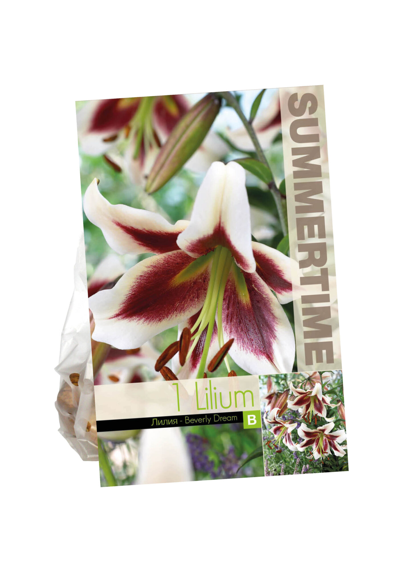 Lilium Beverly Dream
