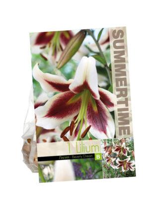 Lilium Beverly Dream