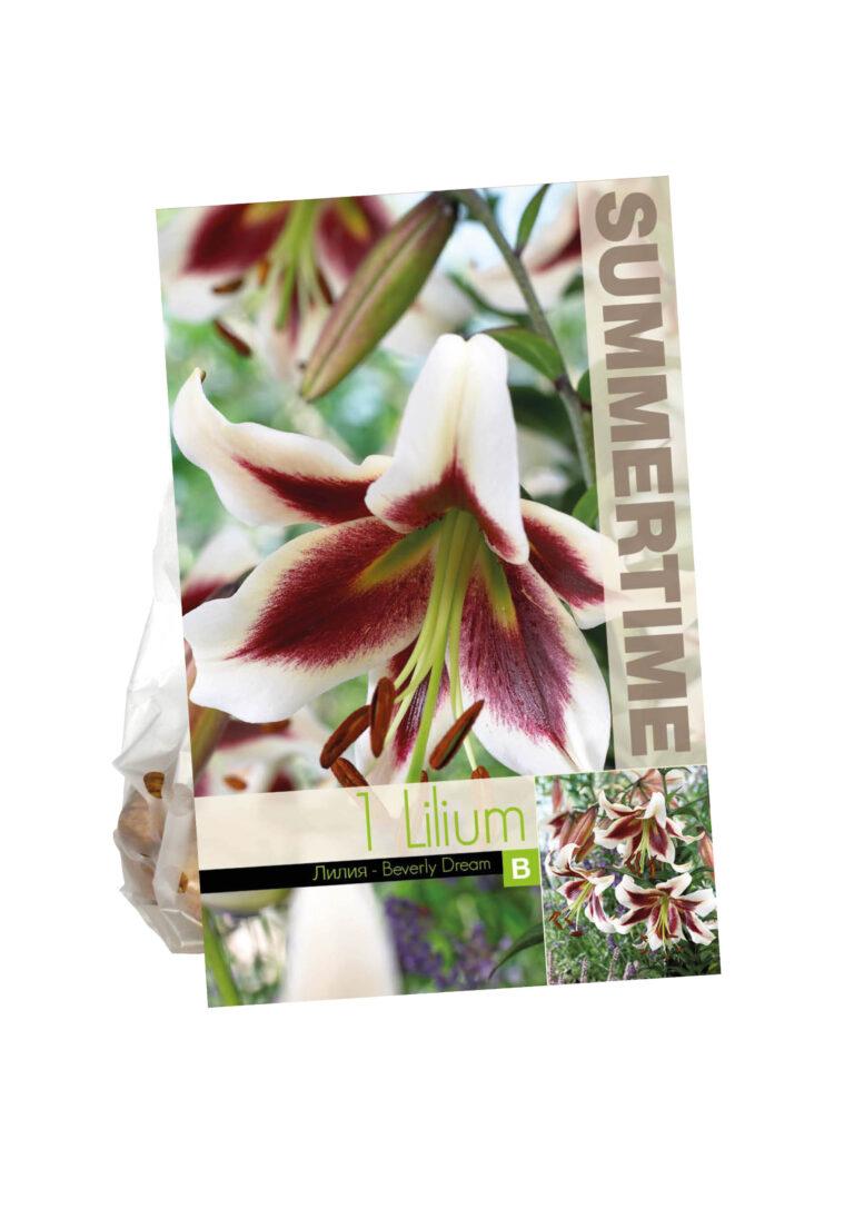 Lilium Beverly Dream