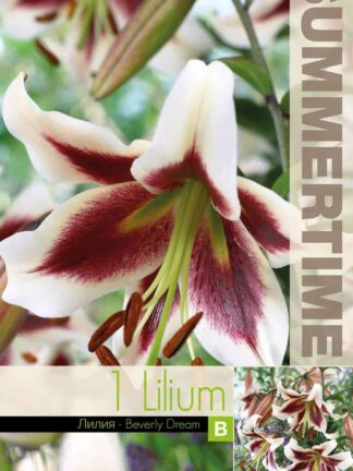 Lilium Beverly Dream