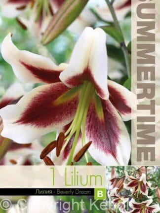 Lilium Beverly Dream