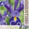 Iris Hollandica Valentine