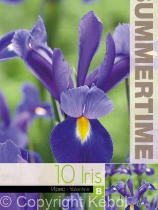 Iris Hollandica Valentine