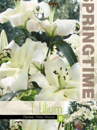 Lilium Pretty Woman / RB
