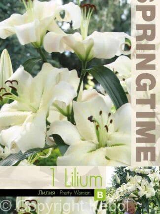 Lilium Pretty Woman
