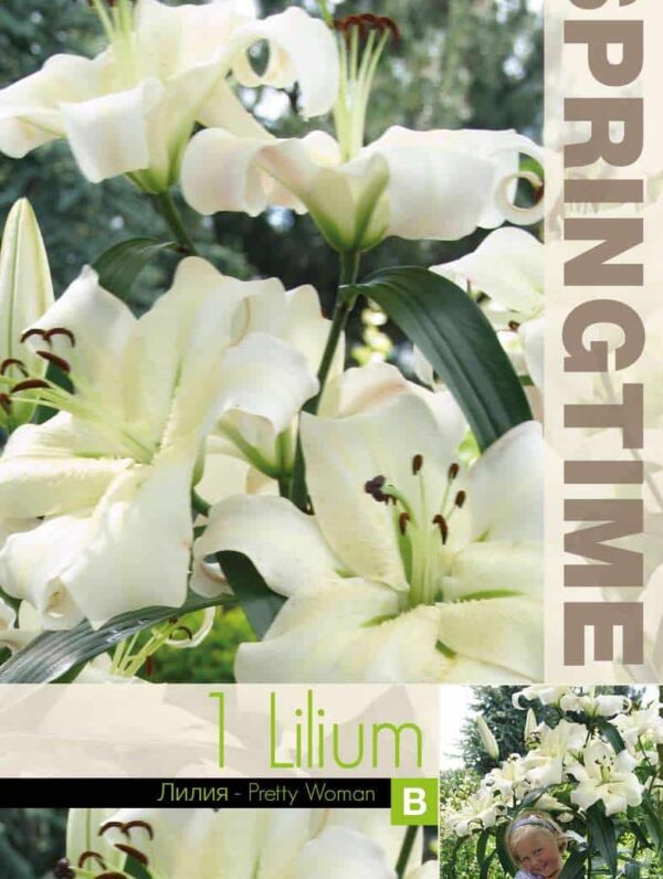 Lilium Pretty Woman - RB