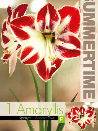 Amaryllis Amorita Esus