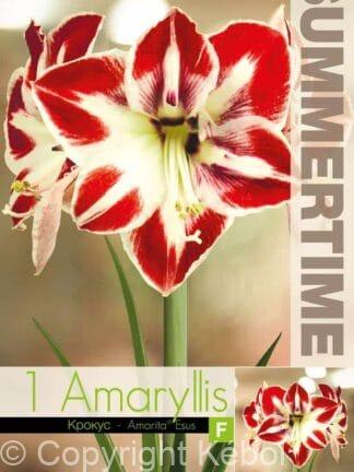 Amaryllis Amorita Esus