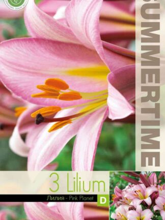 Lilium Pink Planet