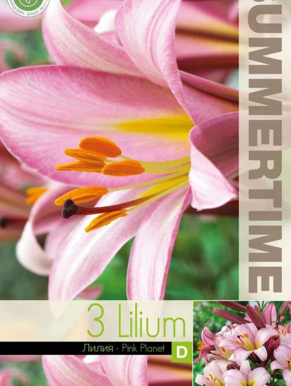 Lilium Pink Planet