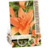 Lilium Orange Summer