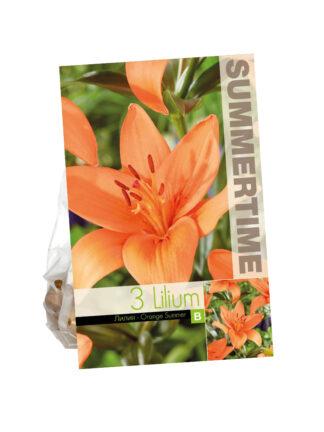 Lilium Orange Summer