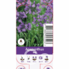 Agapanthus Blue
