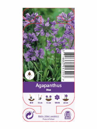 Agapanthus Blue
