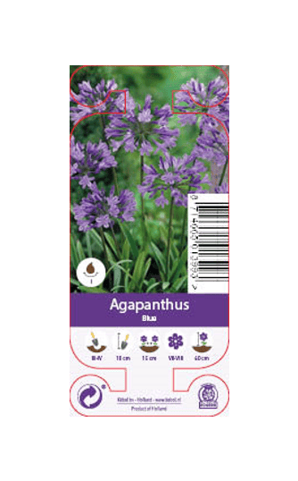 Agapanthus Blue